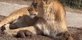 В крымском зоопарке львица родила трех львят
