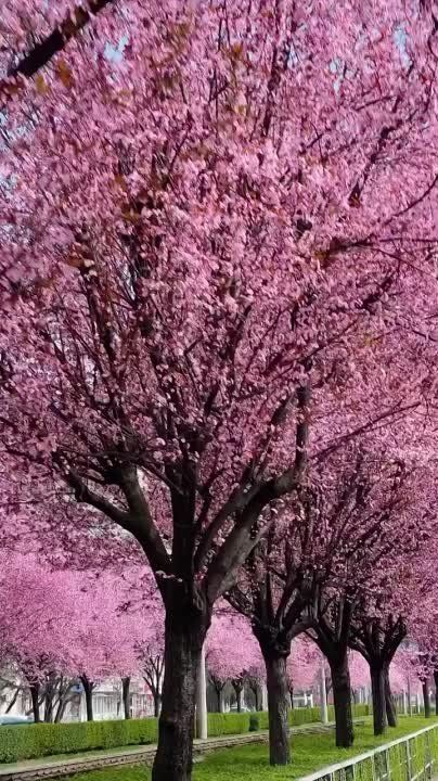 Такую красоту можно наблюдать на улице Ставропольской в Краснодаре, можно открывать сезон цветения сакуры сливы