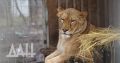 Крупнейший в Европе парк с хищниками в Крыму пополнился семью львицами из зоопарка Мариуполя