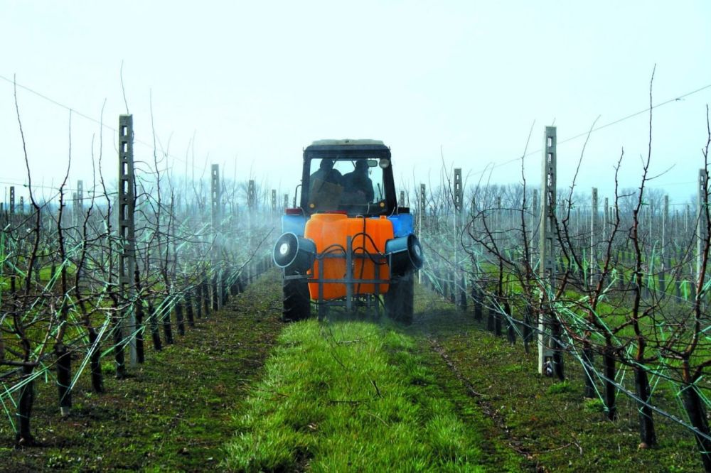 На территории пяти сел городского округа Судак проведут работы по опрыскиванию плантаций винограда