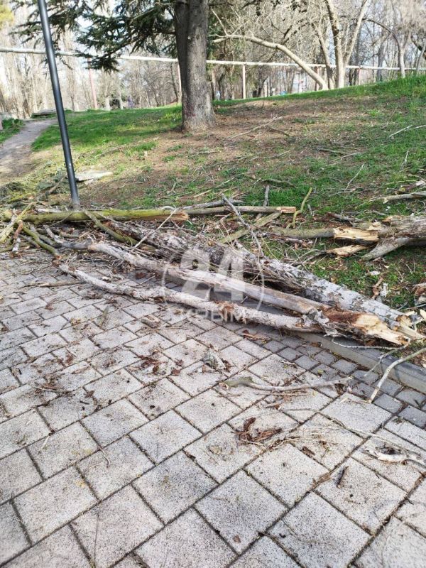 На набережной реки Салгир в Симферополе из-за сильного ветра упало дерево