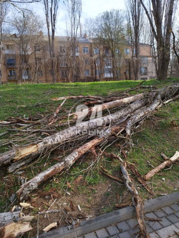 На набережной реки Салгир в Симферополе из-за сильного ветра упало дерево