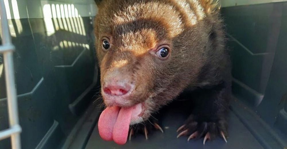 Медвежонка, найденного на помойке в ЕАО, выпустили в дикую природу