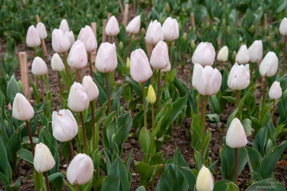 На выставке в Никитском саду покажут 200 сортов тюльпанов