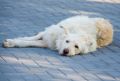 Севастопольские ветеринары на этой неделе привьют от бешенство собак и кошек в Гагаринском районе