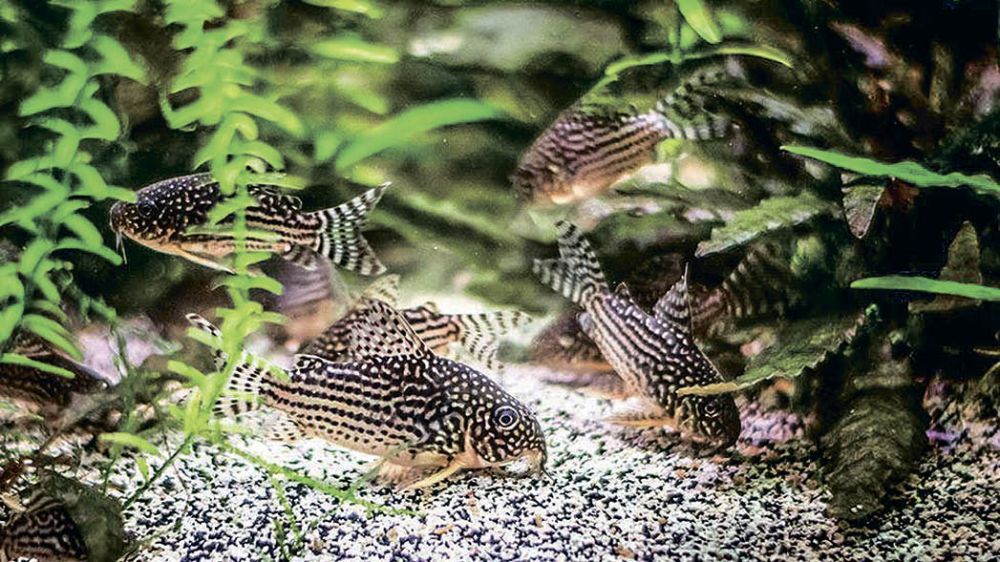 Аквариумные сомики и водоросли - как подобрать их для удачного сосуществования
