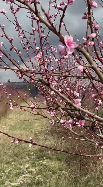 Персиковые деревья зацвели в Бахчисарае