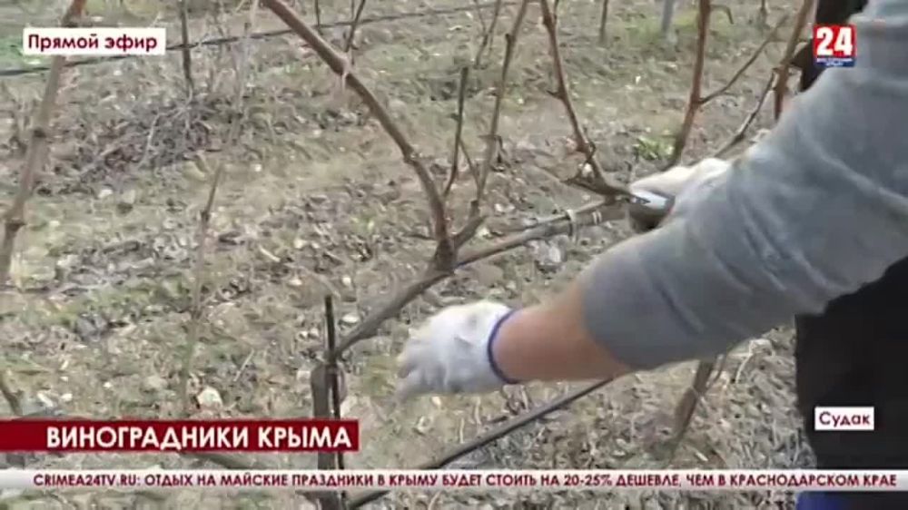 Аграрии юго-восточного Крыма завершают процесс обрезки винограда на угодьях