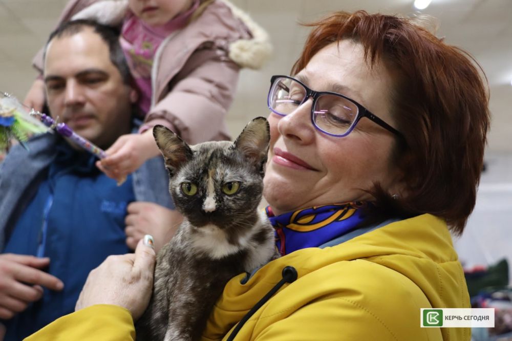 Породистые кошки со всей России съехались в Керчь