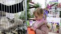 Мейн-куны, бурмы, абиссинки и не только: выставка кошек в Керчи