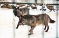 Эксперты объяснили, почему в Крыму волки стали чаще попадаться на глаза