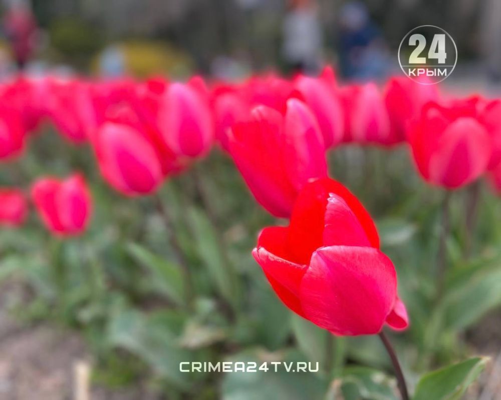 Тюльпан 200. Никитский Ботанический сад тюльпаны. Никитский Ботанический сад парад тюльпанов. Тюльпаны в Крыму. Тюльпан парад.