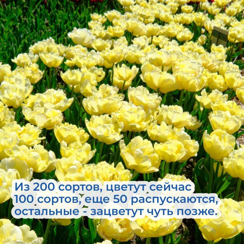 В Ялте стартовал ежегодный Парад тюльпанов - Лента новостей Крыма