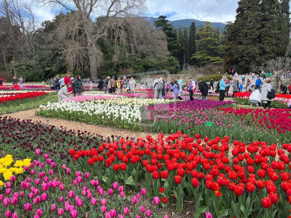 парад тюльпанов в крыму 2022. парад тюльпанов в элисте 2022. никитский ботанический сад в крыму тюльпаны. никитинский ботанический сад тюльпаны. парад тюльпанов в крыму 2024 когда будет.