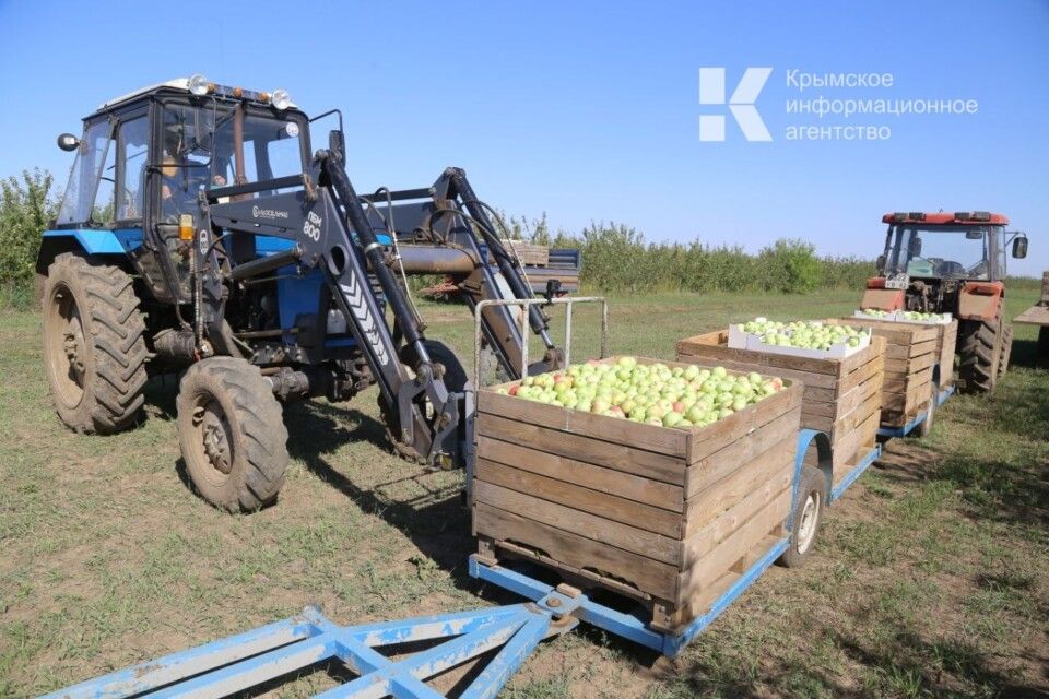 Садоводы собрали 85 тонн яблок трех сортов. Сельхоз хозяйства Крыма. 10. Сельское хозяйство. Тонна Яблоков фото.