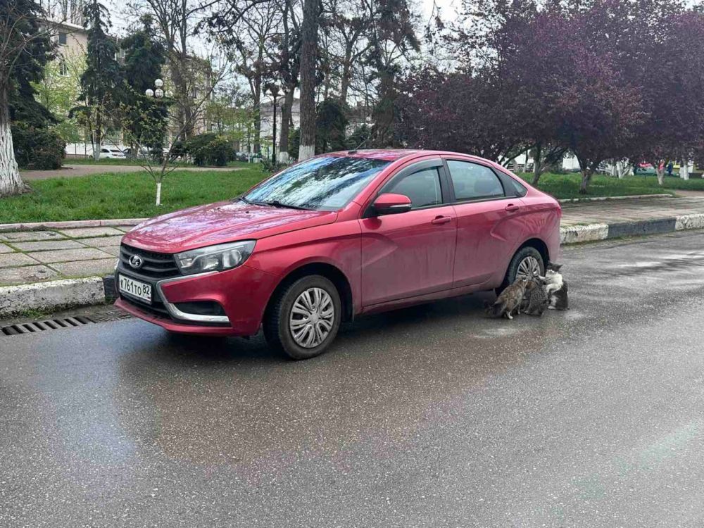 Срочно! Чья машина?!. Шутят керченские автомобилисты: - Лента новостей Крыма