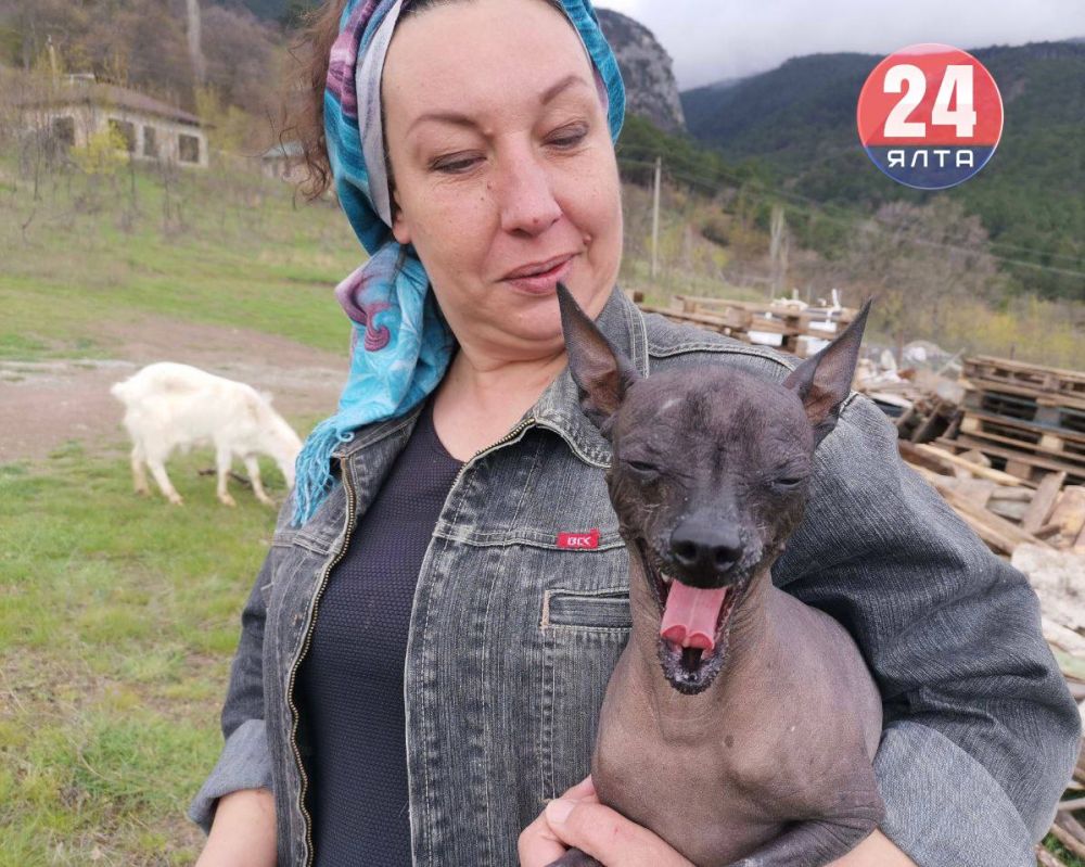 Далеко-далеко на лугу пасутся ко… Козы! - Лента новостей Крыма