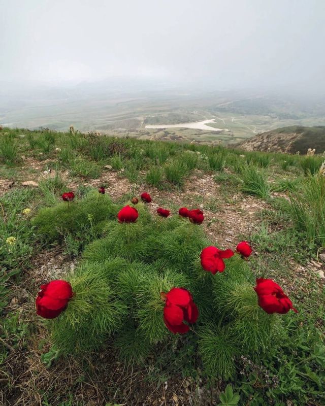 Пионовый бум на горе Клементьева (Узун-Сырт) - Лента новостей Крыма