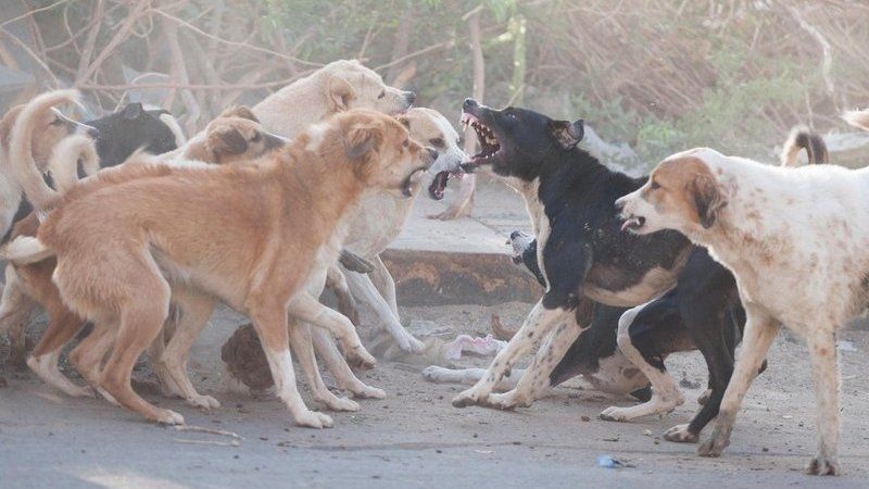 Специалистами межрайонного отдела ветеринарии «Западный» в г ...