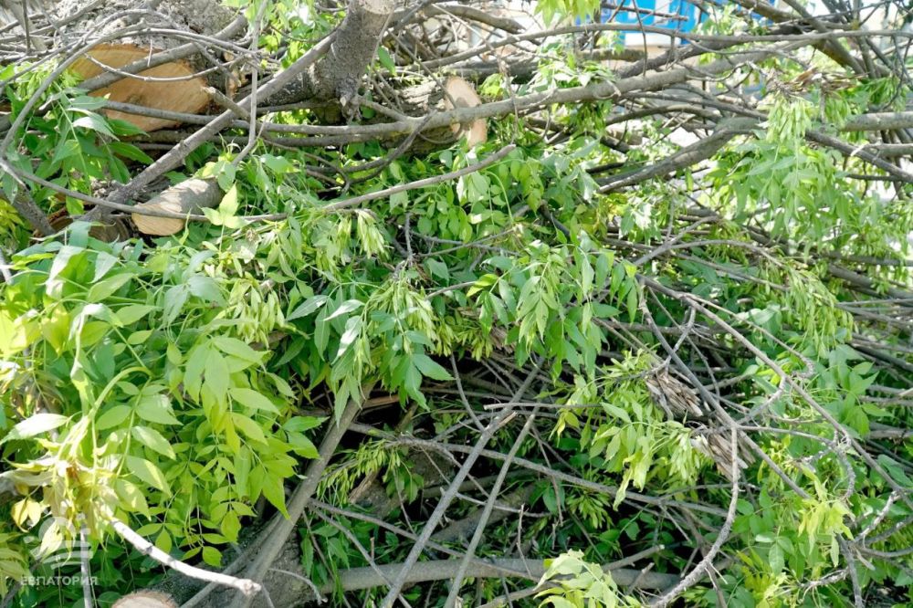 Елена Демидова: САНИТАРНАЯ ОБРЕЗКА ДЕРЕВЬЕВ - Лента новостей Крыма