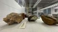 Артефакты "Каменной могилы" Запорожья впервые выставлены в Севастополе