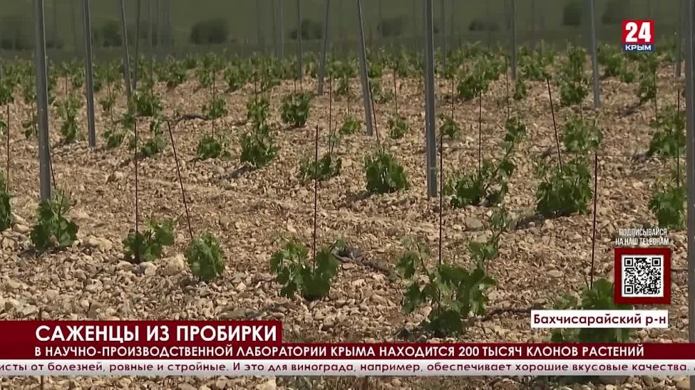 Импортозамещение по-крымски: республиканские ученые клонируют и выводят новые сорта саженцев для аграриев Крыма и России
