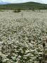 Огромное ромашковое поле в Крыму