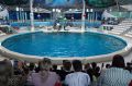 В Евпатории детям участников СВО показали 4 представления в дельфинарии 