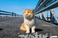 Кот Мостик: Рыжий и успешный — это про меня
