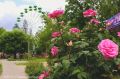 В парках Симферополя начинают в полную силу цвести розы