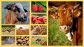 К сведению руководителей животноводческих предприятий района присвоен код побочных продуктов животноводства