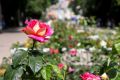 В парках Симферополя начинают цвести розы