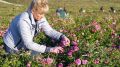 В крымской Тургеневке начался сбор эфиромасличной розы