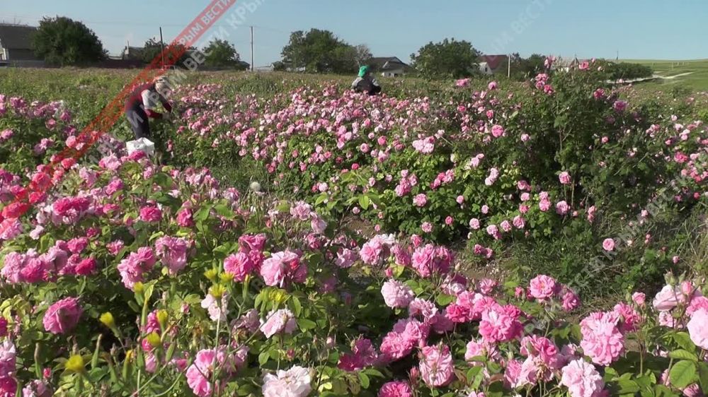 В Бахчисарайском районе недалеко от села Тургеневка начался сбор эфиромасличной розы