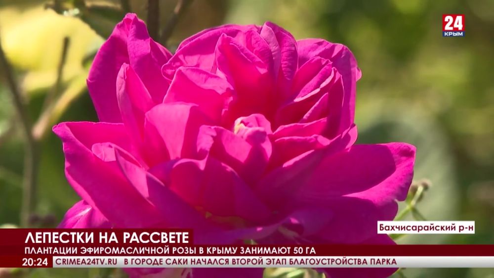 В Крыму стартовала уборка эфиромасличной розы