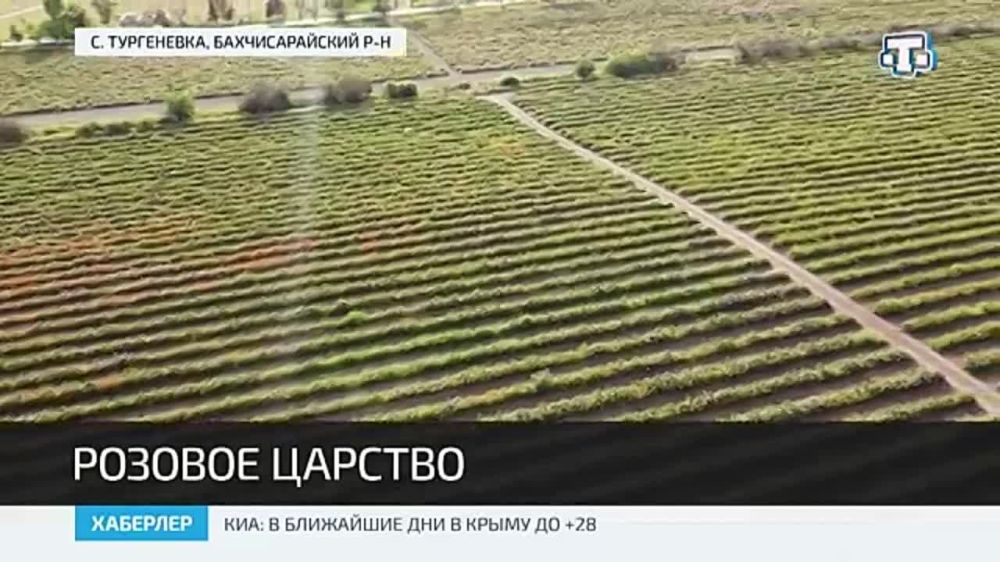 В Крыму зацвели розовые плантации