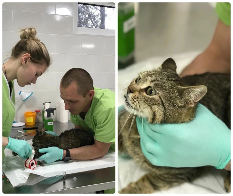 Работники приюта для животных спасли котиков из Топловоского монастыря