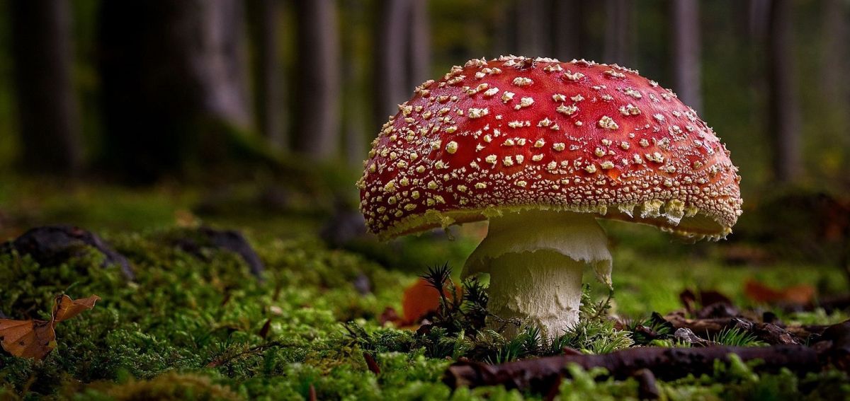Мухомор красный: о пользе и вреде данного гриба подробнее