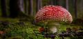 Мухомор красный: о пользе и вреде данного гриба подробнее