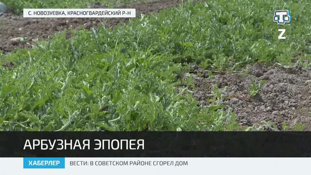 В Крыму приступили к посадке рассады бахчевых