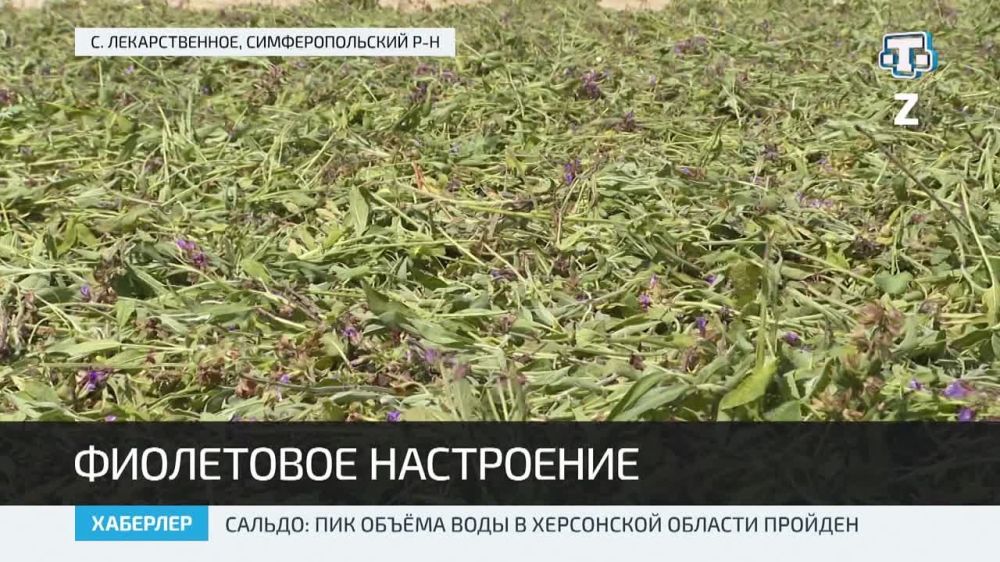 В Крыму расцвели ароматные плантации шалфея и лаванды