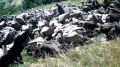 В Крыму провели подкормку чёрных грифов и белоголовых сипов