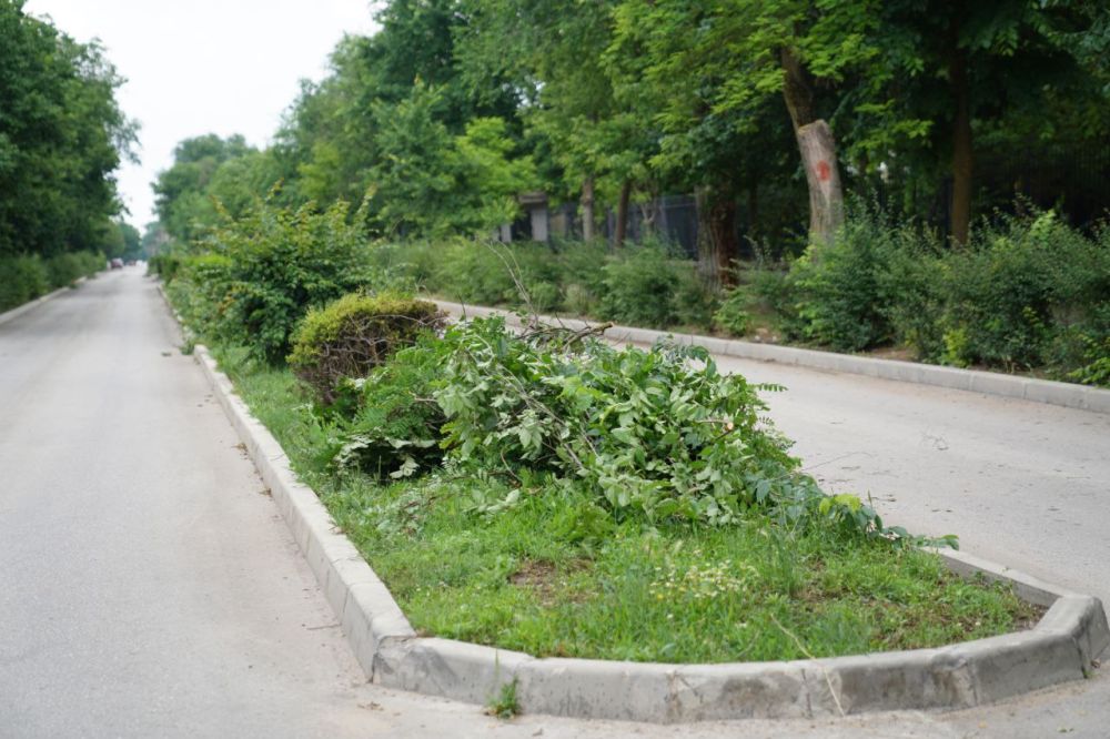 Елена Демидова: САНИТАРНАЯ ОБРЕЗКА ДЕРЕВЬЕВ В КУРОРТНОЙ ЗОНЕ - Лента ...