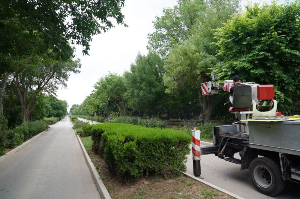 Елена Демидова: САНИТАРНАЯ ОБРЕЗКА ДЕРЕВЬЕВ В КУРОРТНОЙ ЗОНЕ - Лента ...