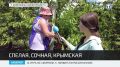 В Крыму собирают урожай черешни