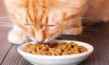 Влажный корм для котят - советы по кормлению