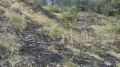 На территории Приморского участкового лесничества ликвидирован низовой пожар