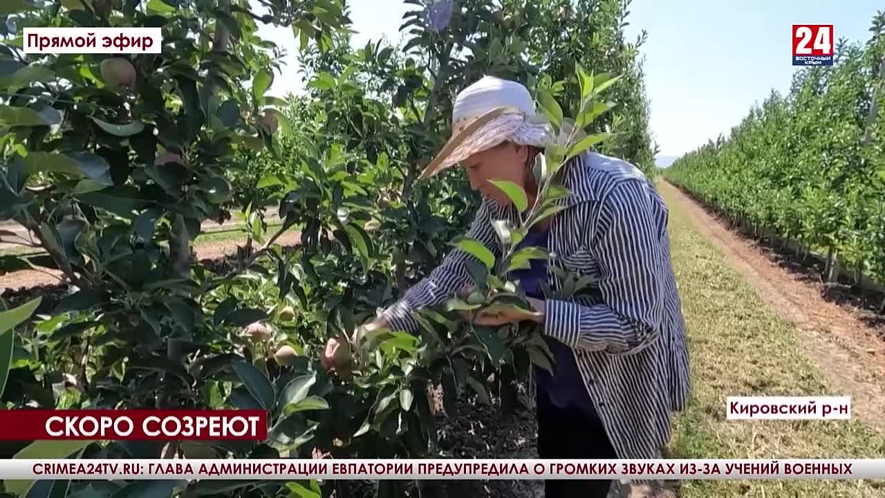 В садах села Приветное Кировского района созревают яблоки - Лента новостей  Крыма