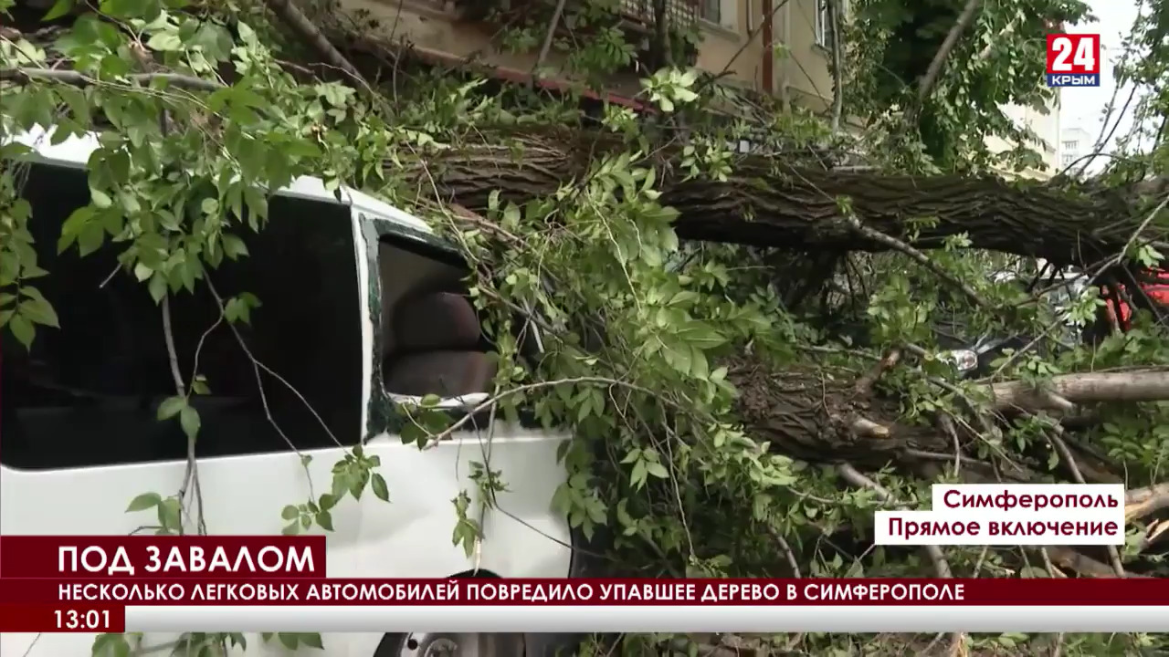 Несколько легковых автомобилей повредило упавшее дерево в Симферополе -  Лента новостей Крыма