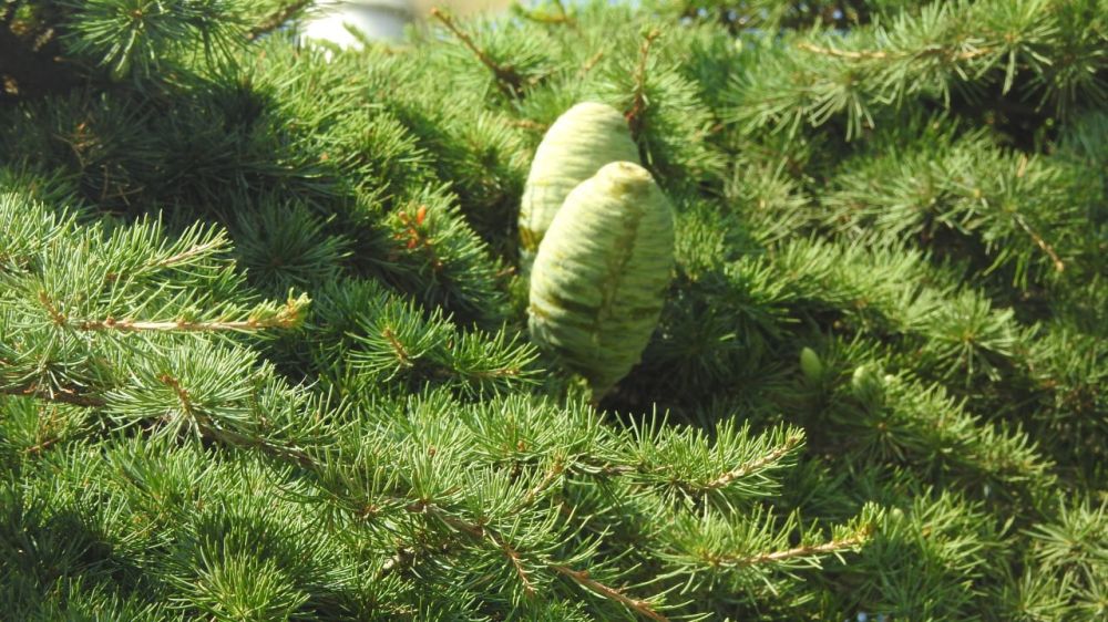 Can Lebanon’s cedars outlive climate change and a pesky insect? Environment News